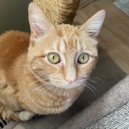 Enlarge Lulu, a Adoptable Domestic Short Hair in Elk Grove Village, IL image 1/3