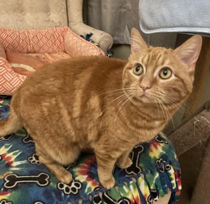 Lulu, Adoptable, Senior Female Domestic Short Hair & Domestic Short Hair.