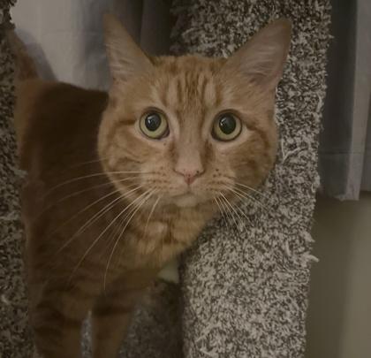 Enlarge Lulu, a Adoptable Domestic Short Hair in Elk Grove Village, IL image 2/4