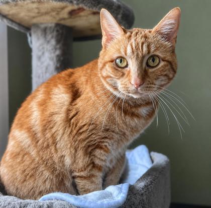Lulu, a Adoptable Domestic Short Hair in Elk Grove Village, IL image 1/3