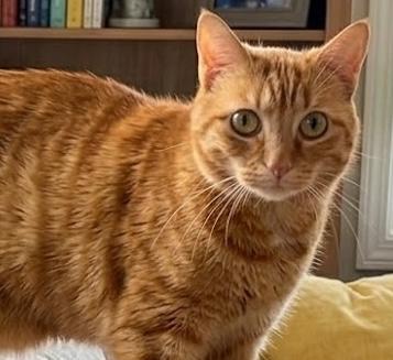 Lulu, Adoptable, Senior Female Domestic Short Hair & Domestic Short Hair.