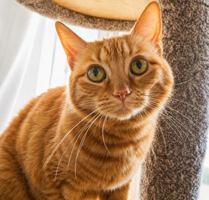 Lulu, a Adoptable Domestic Short Hair in Elk Grove Village, IL image 2/3