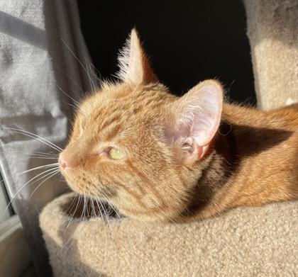 Lulu, a Adoptable Domestic Short Hair in Elk Grove Village, IL image 1/2