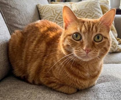 Lulu, a Adoptable Domestic Short Hair in Elk Grove Village, IL image 2/3