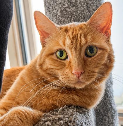 Lulu, a Adoptable Domestic Short Hair in Elk Grove Village, IL image 3/3
