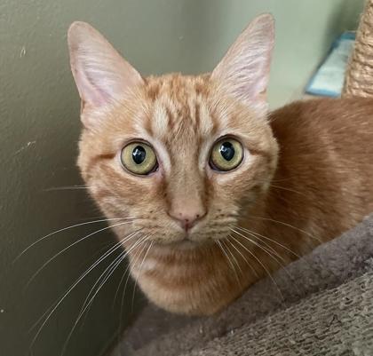 Lulu, a Adoptable Domestic Short Hair in Elk Grove Village, IL image 5/6