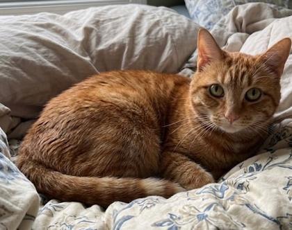 Lulu, a Adoptable Domestic Short Hair in Elk Grove Village, IL image 3/3