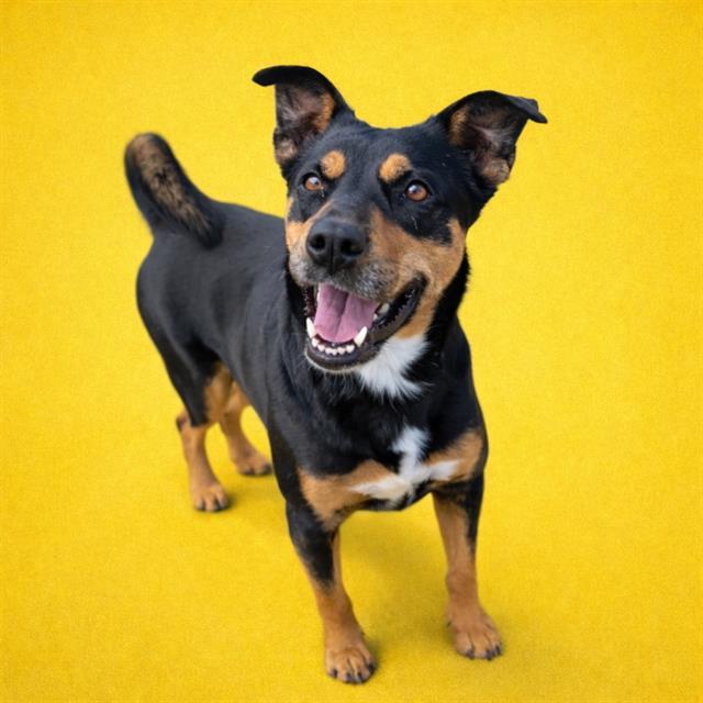 DANCER, Adoptable, Adult Female Australian Kelpie & Mixed Breed.