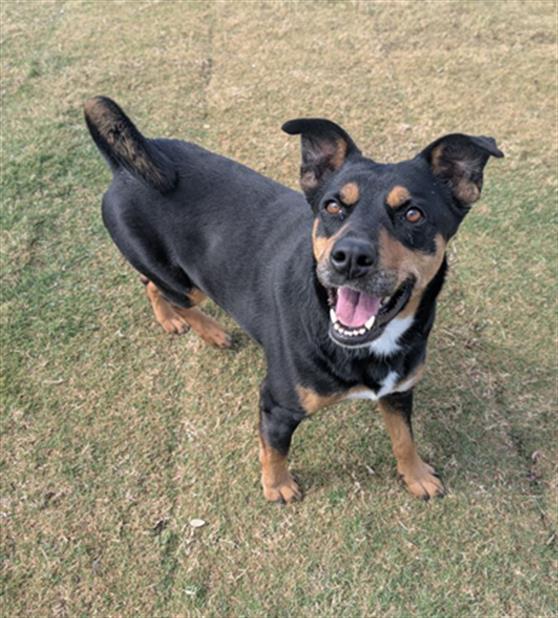 Enlarge DANCER, a Adoptable mixed breed in Redlands, CA image 1/1