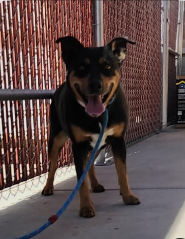 DANCER, Adoptable, Adult Female Australian Kelpie & Mixed Breed.