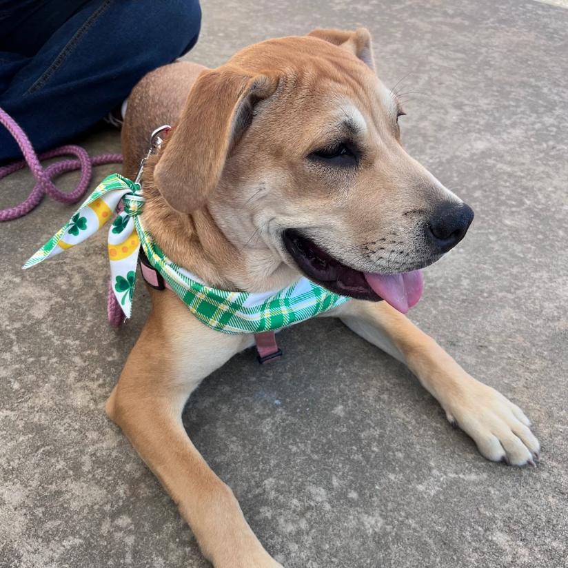 Enlarge Dorothy 2, a Adoptable mixed breed in QUINCY, FL image 1/5