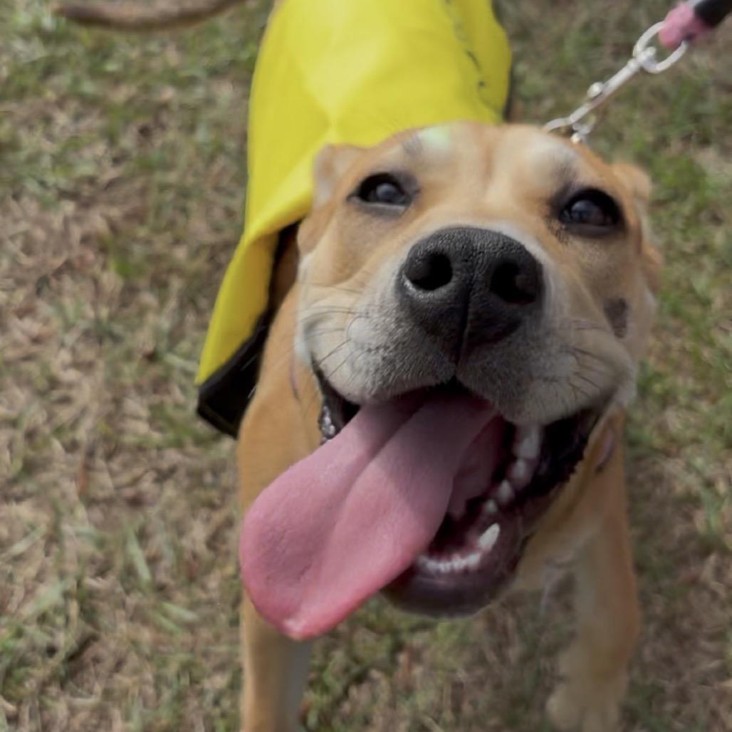 Enlarge Dorothy 2, a Adoptable mixed breed in QUINCY, FL image 2/5