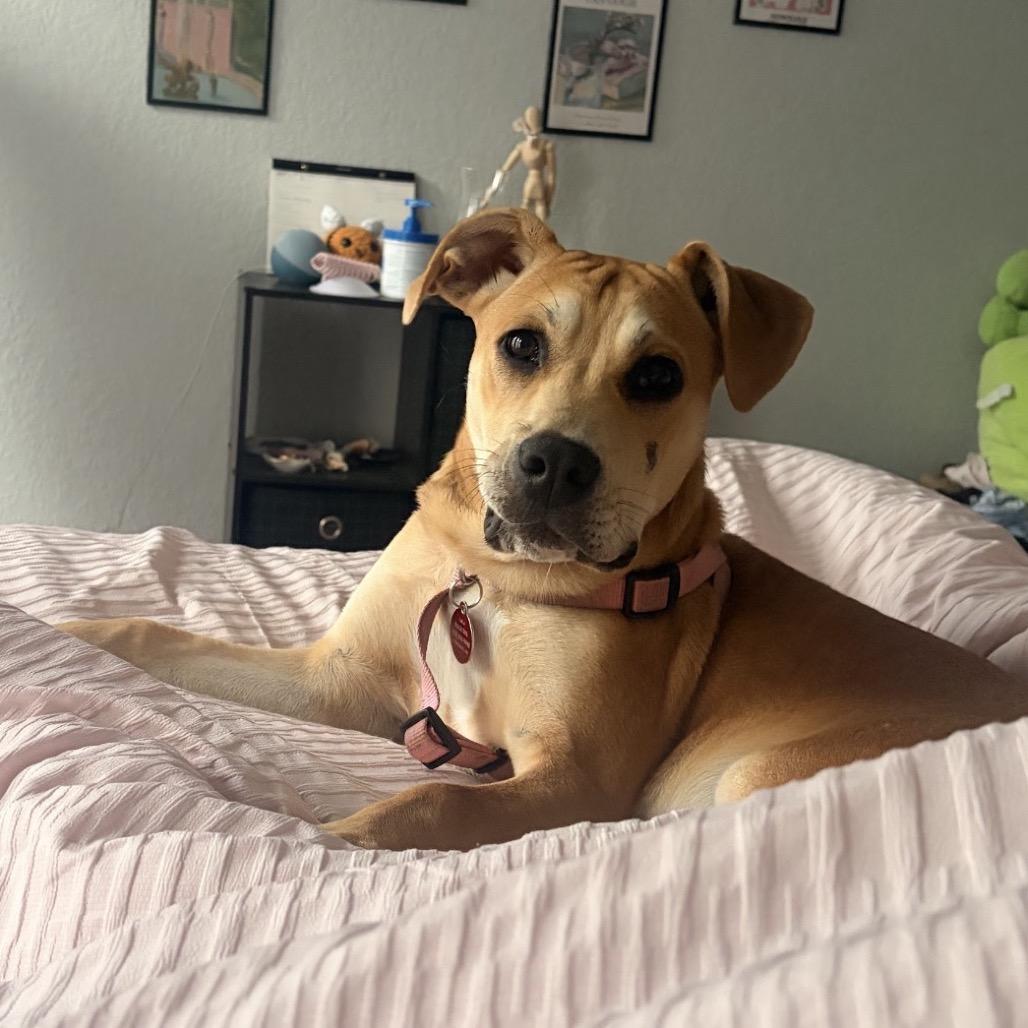 Enlarge Dorothy 2, a Adoptable mixed breed in QUINCY, FL image 4/5