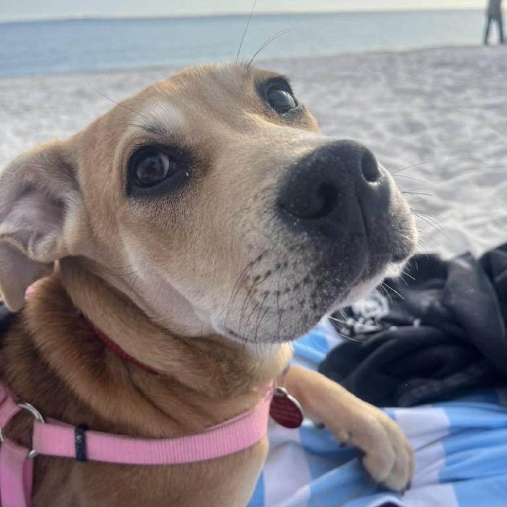 Enlarge Dorothy 2, a Adoptable mixed breed in QUINCY, FL image 5/5