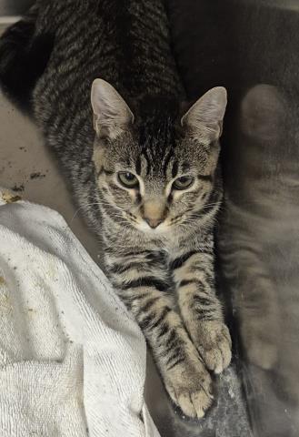 LYUDMILA, Adoptable, Young Female Domestic Short Hair.