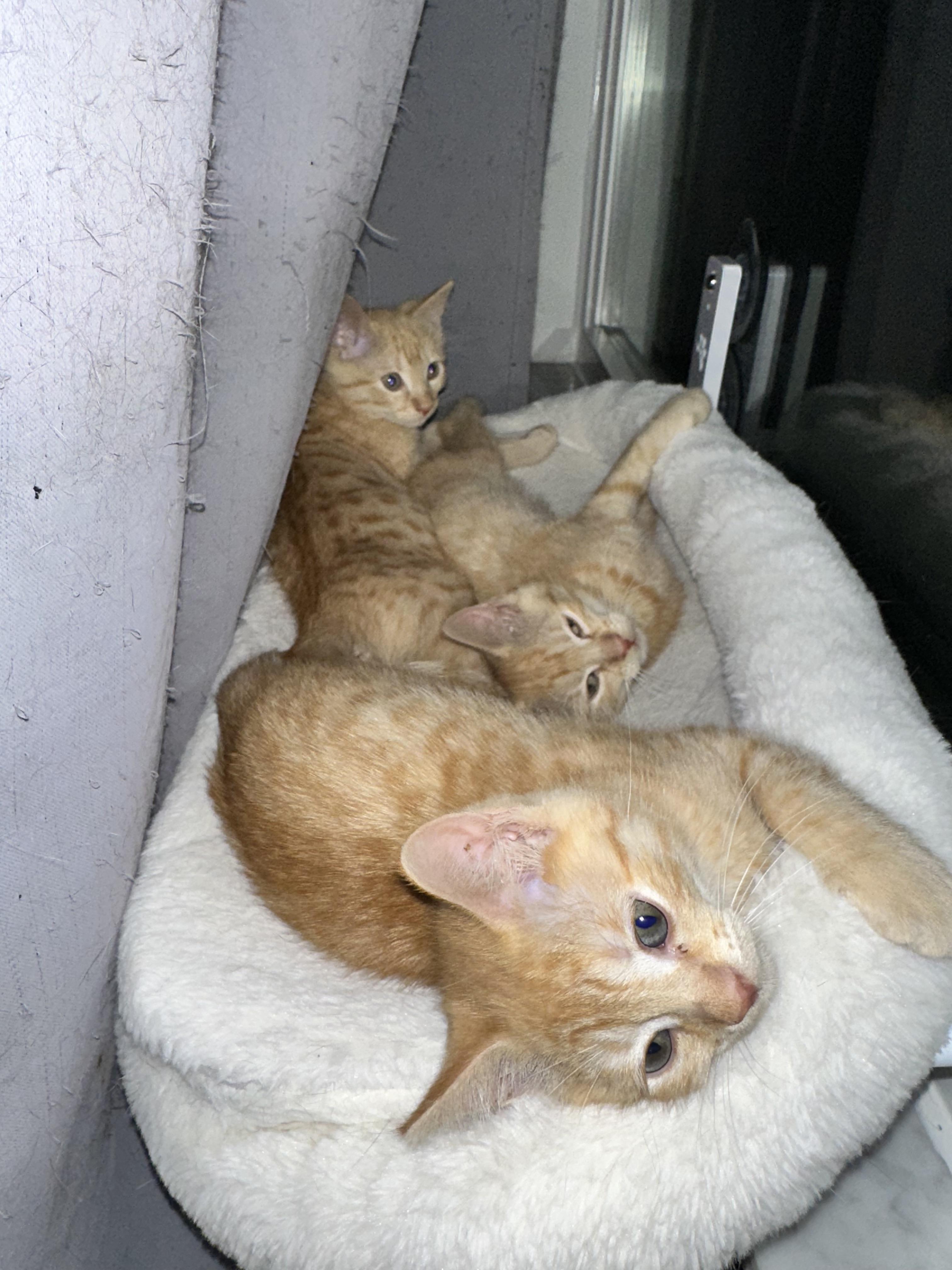Mar mar (must be adopted with hatch) photo 4