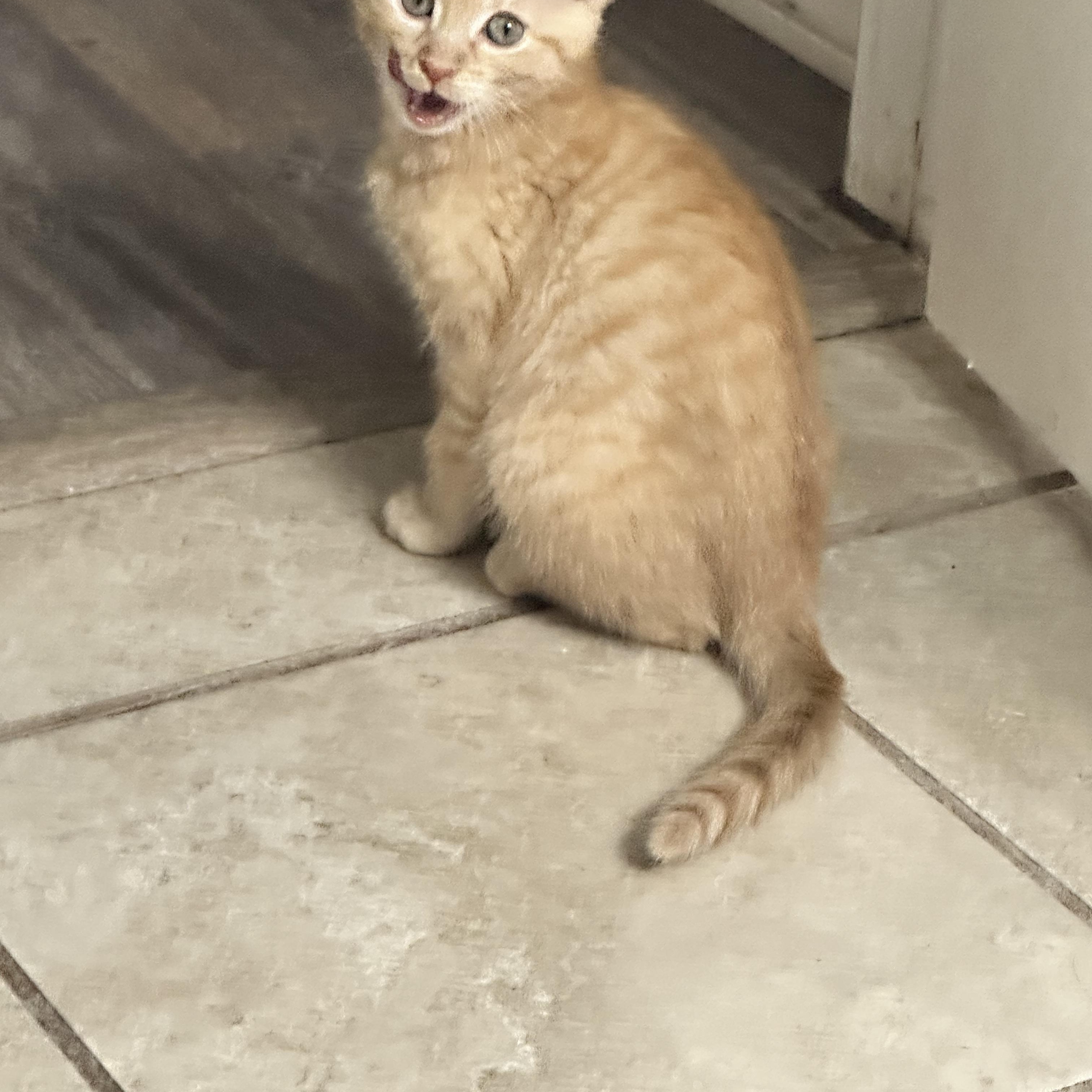 Mar mar (must be adopted with hatch), Baby Female Domestic Short Hair