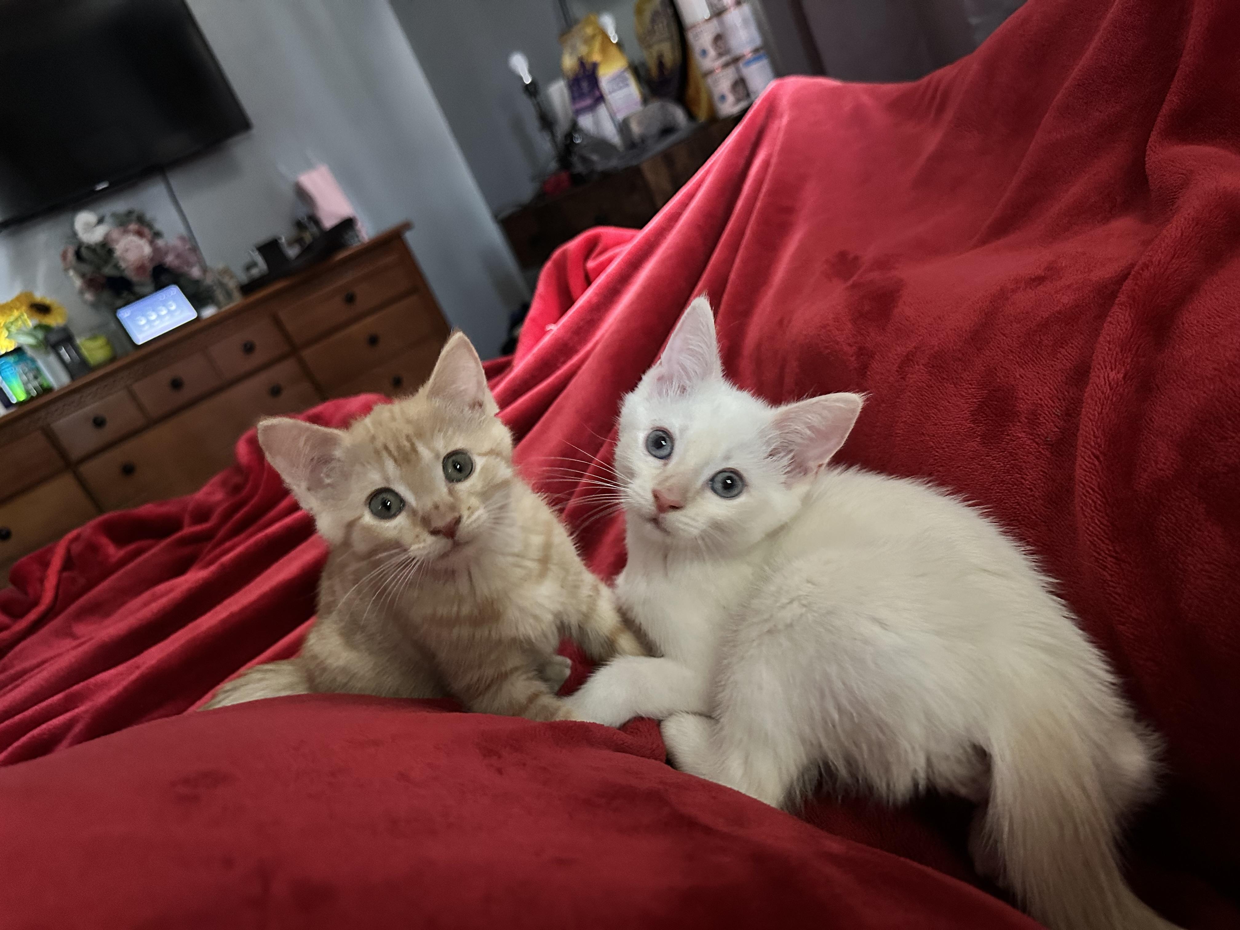Mar mar (must be adopted with hatch) photo 3