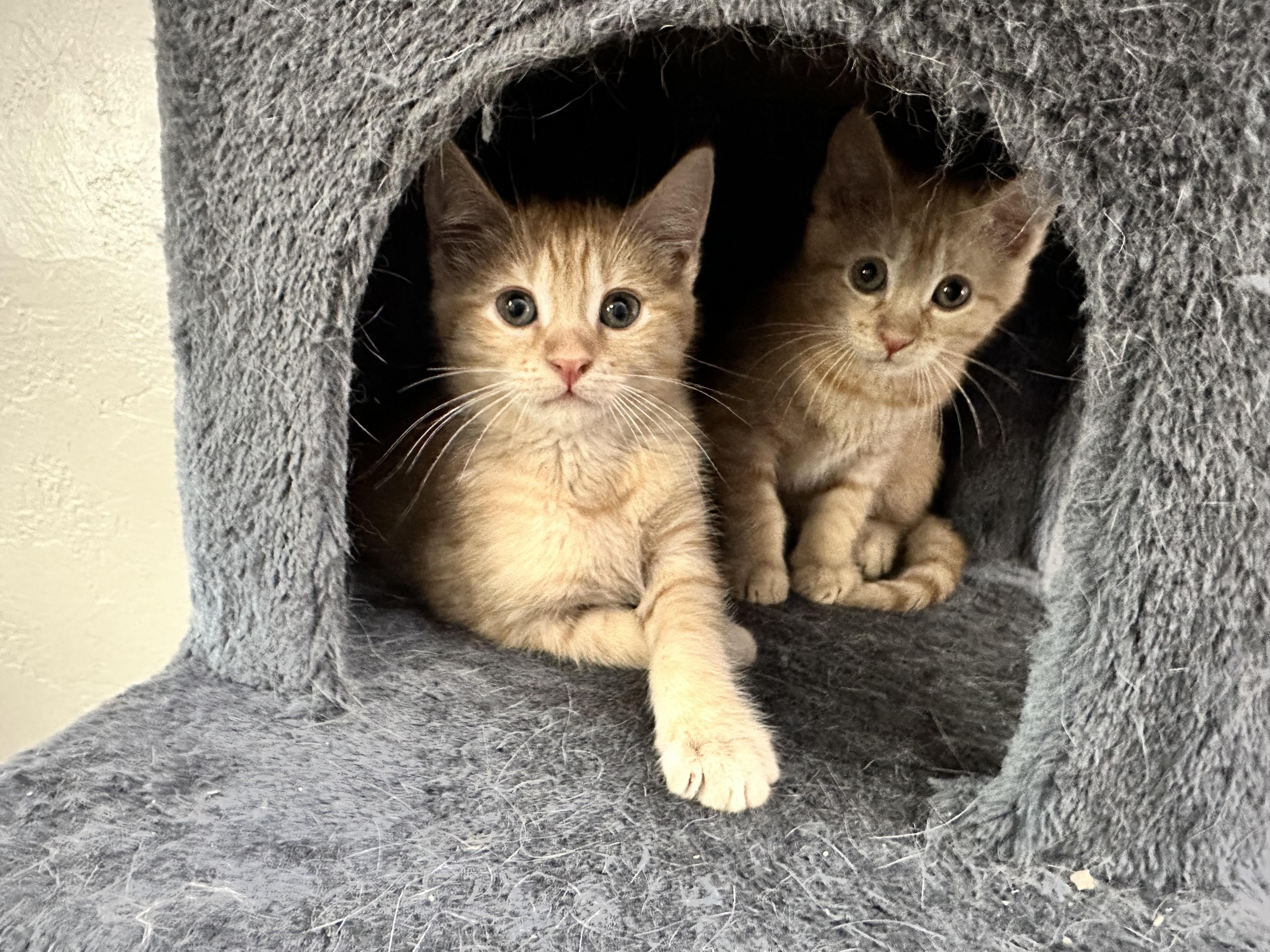 Mar mar (must be adopted with hatch) photo 5