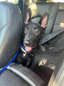 Malcolm, Adoptable, Puppy Male German Shepherd Dog.