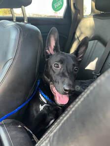 Malcolm, a Adoptable German Shepherd Dog in New Caney, TX image 2/3