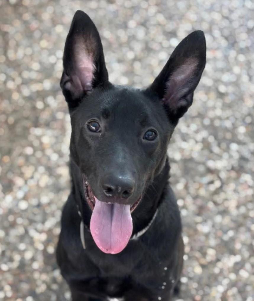 Malcolm, a Adoptable German Shepherd Dog in New Caney, TX image 3/3