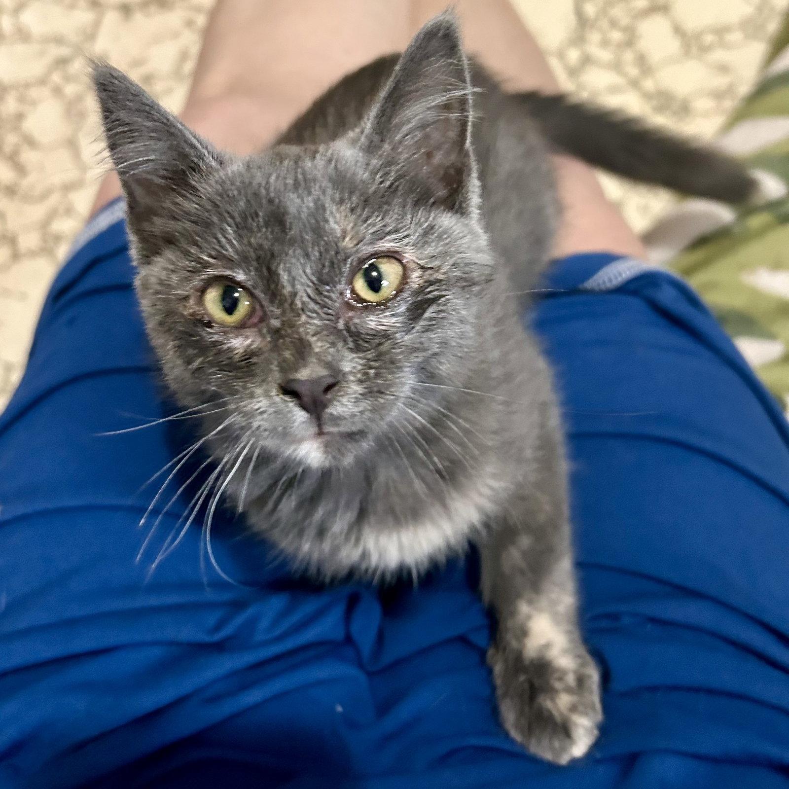 Enlarge Taffy (Available 8/7/26), a Adoptable mixed breed in Williamsburg, IA image 1/3