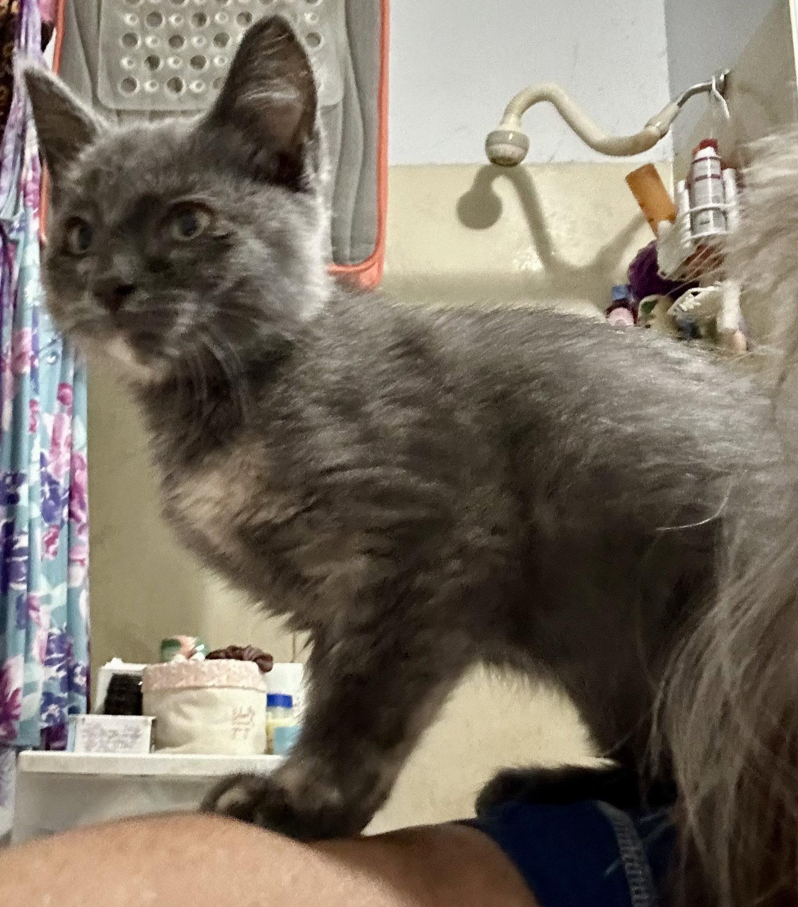 Enlarge Taffy (Available 8/7/26), a Adoptable mixed breed in Williamsburg, IA image 2/3