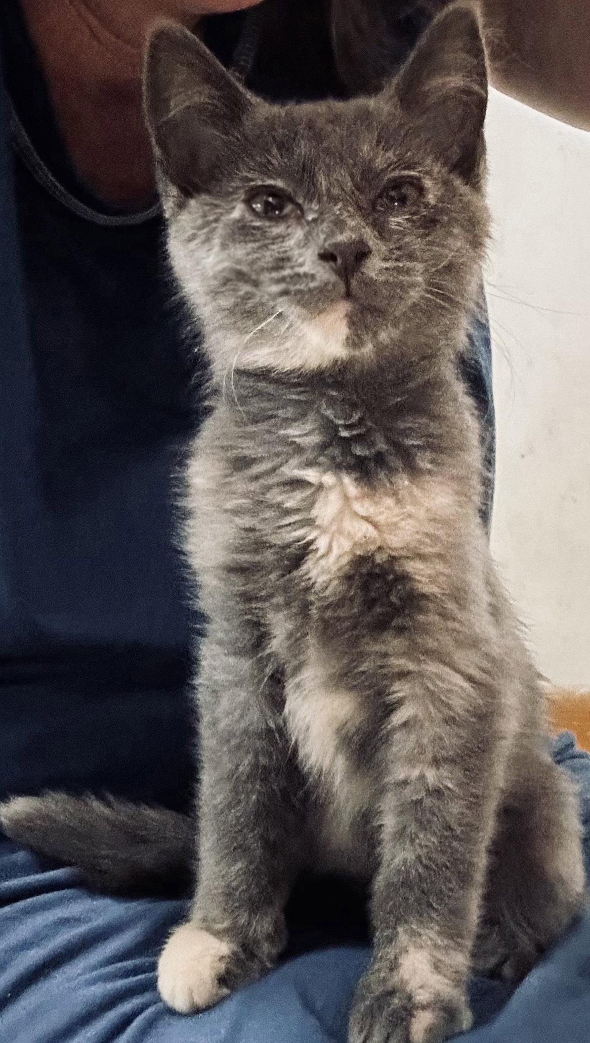 Enlarge Taffy (Available 8/7/26), a Adoptable mixed breed in Williamsburg, IA image 3/3