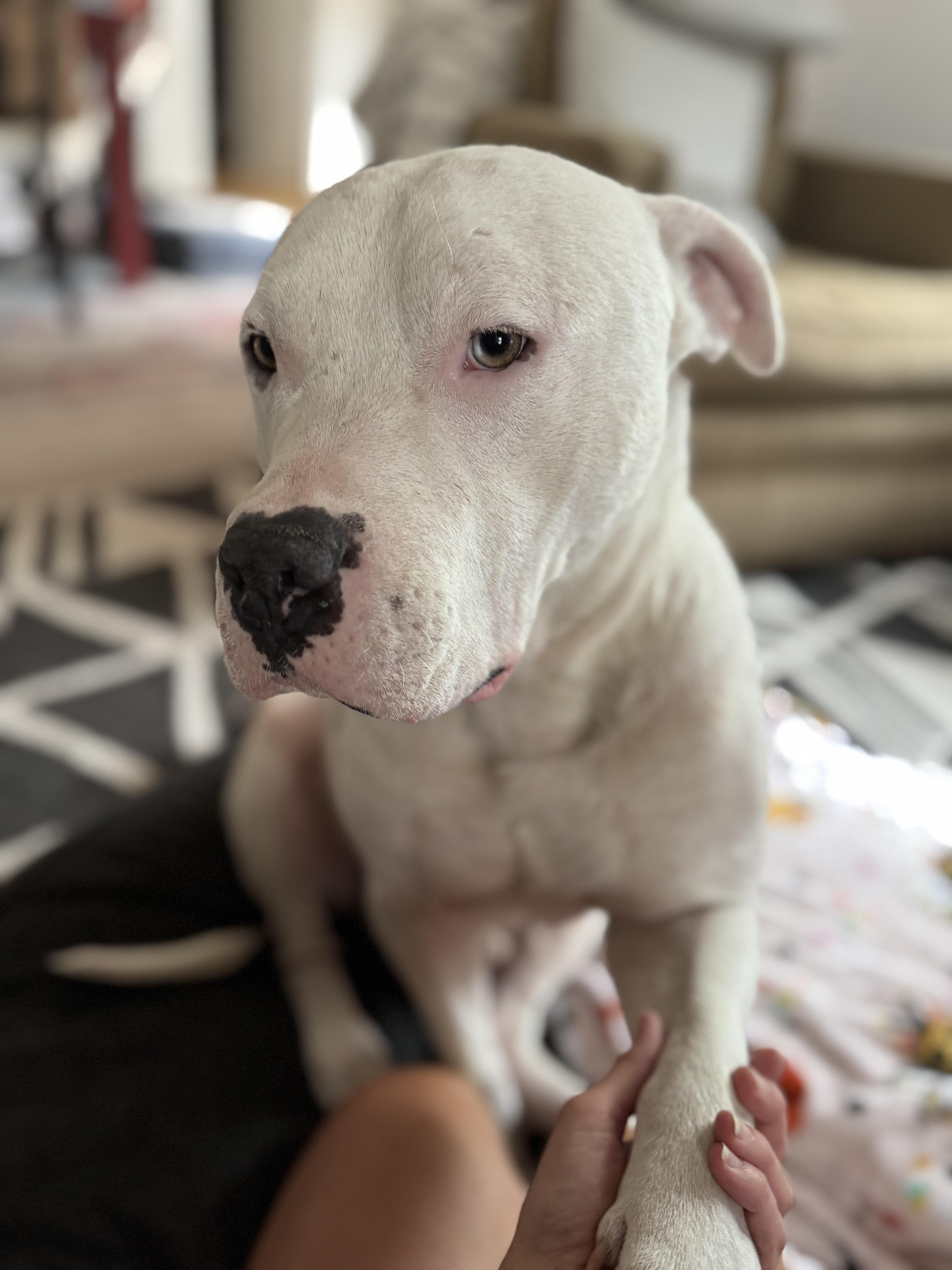 Bubby, Adoptable, Young Male Pit Bull Terrier.