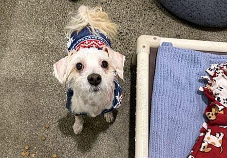 Enlarge Cloud Dancer, a ADOPTABLE mixed breed in Berkeley, CA image 1/1
