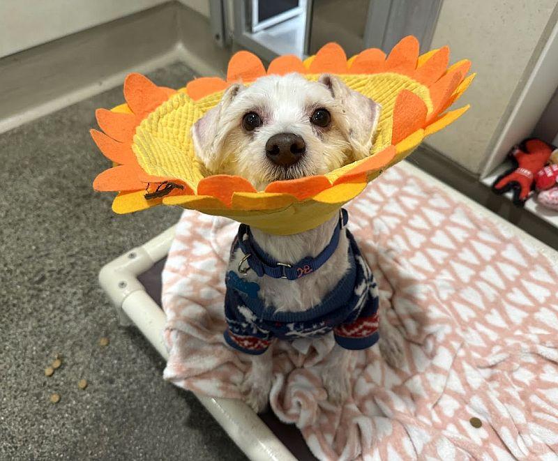 Cloud Dancer, ADOPTABLE, Young Male Poodle.
