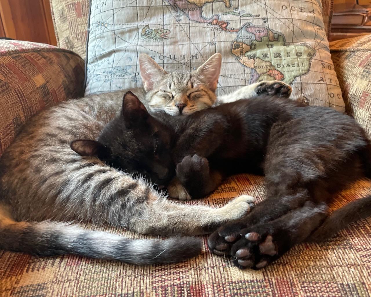 Mary (bonded with Matilda), Adoptable, Kitten Female Domestic Short Hair.