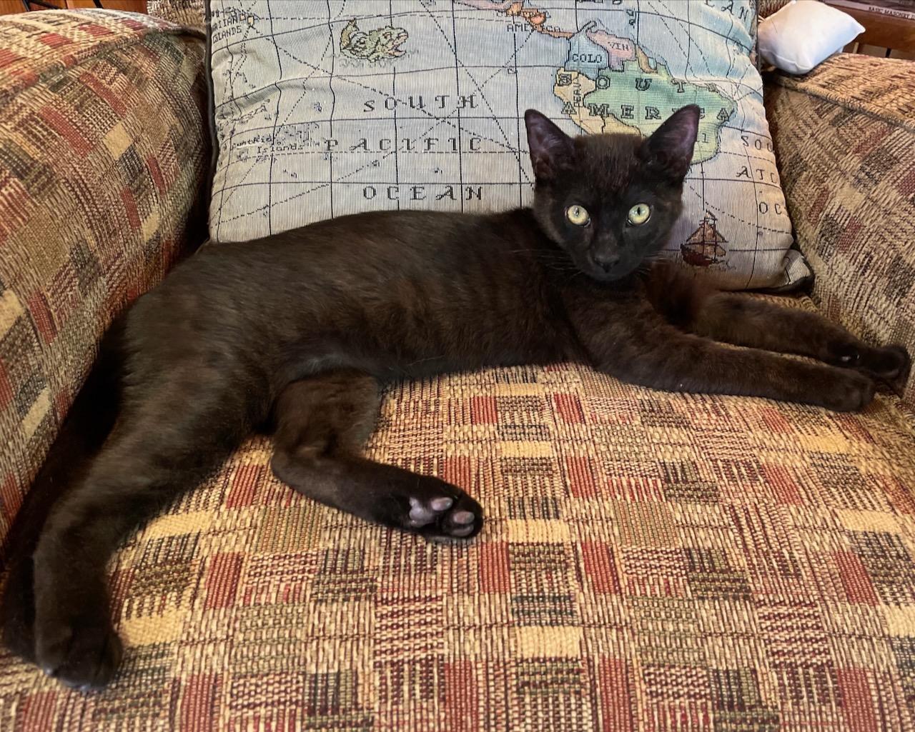 Enlarge Mary (bonded with Matilda), a Adoptable Domestic Short Hair in San Francisco, CA image 6/6