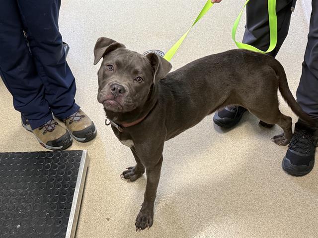 Enlarge SAGE, a Adoptable Mixed Breed in Newton, NC image 1/1