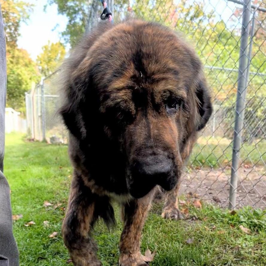 Stanley, Adoptable, Adult Male Caucasian Sheepdog / Caucasian Ovtcharka.