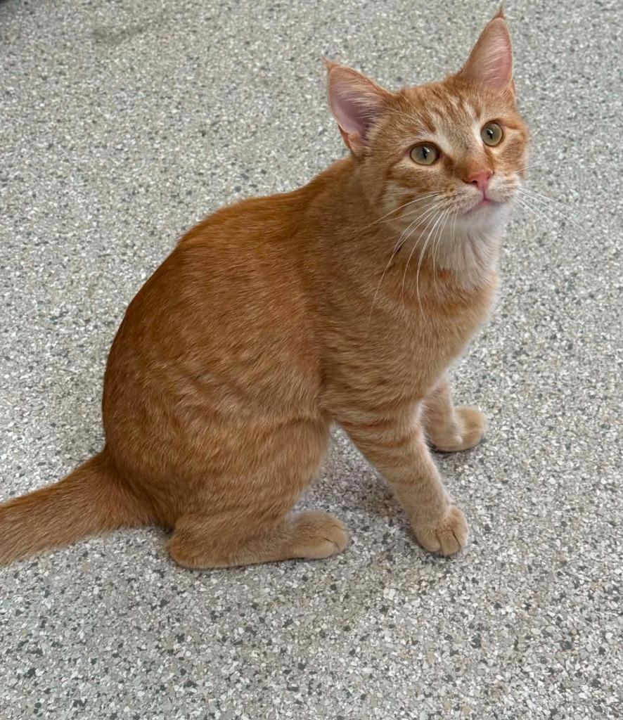 Enlarge Joe, a Adoptable mixed breed in Viroqua, WI image 1/3