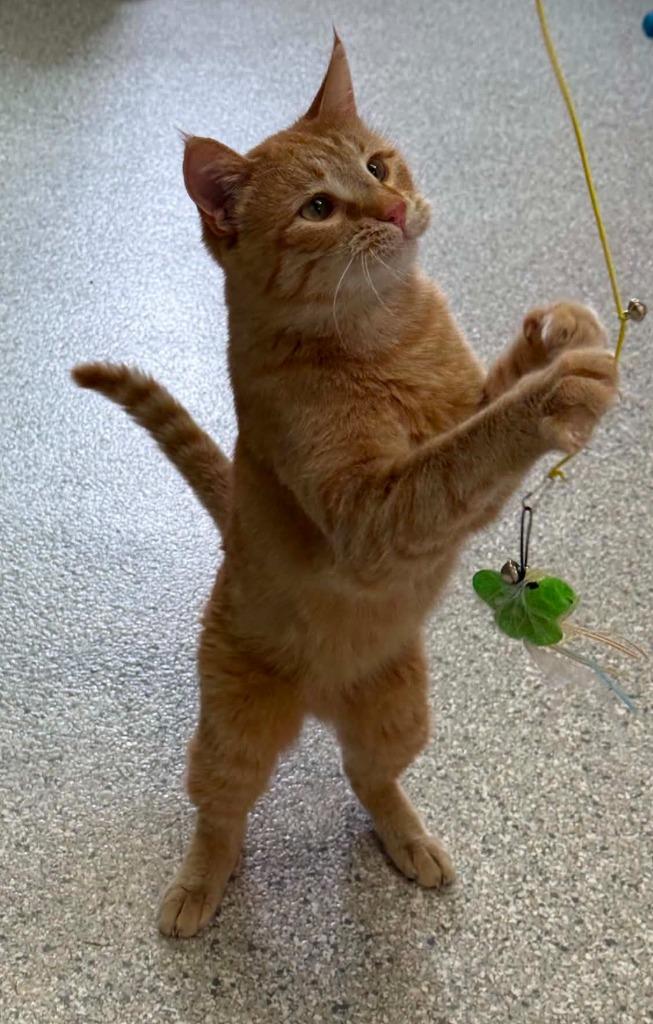 Enlarge Joe, a Adoptable mixed breed in Viroqua, WI image 2/3