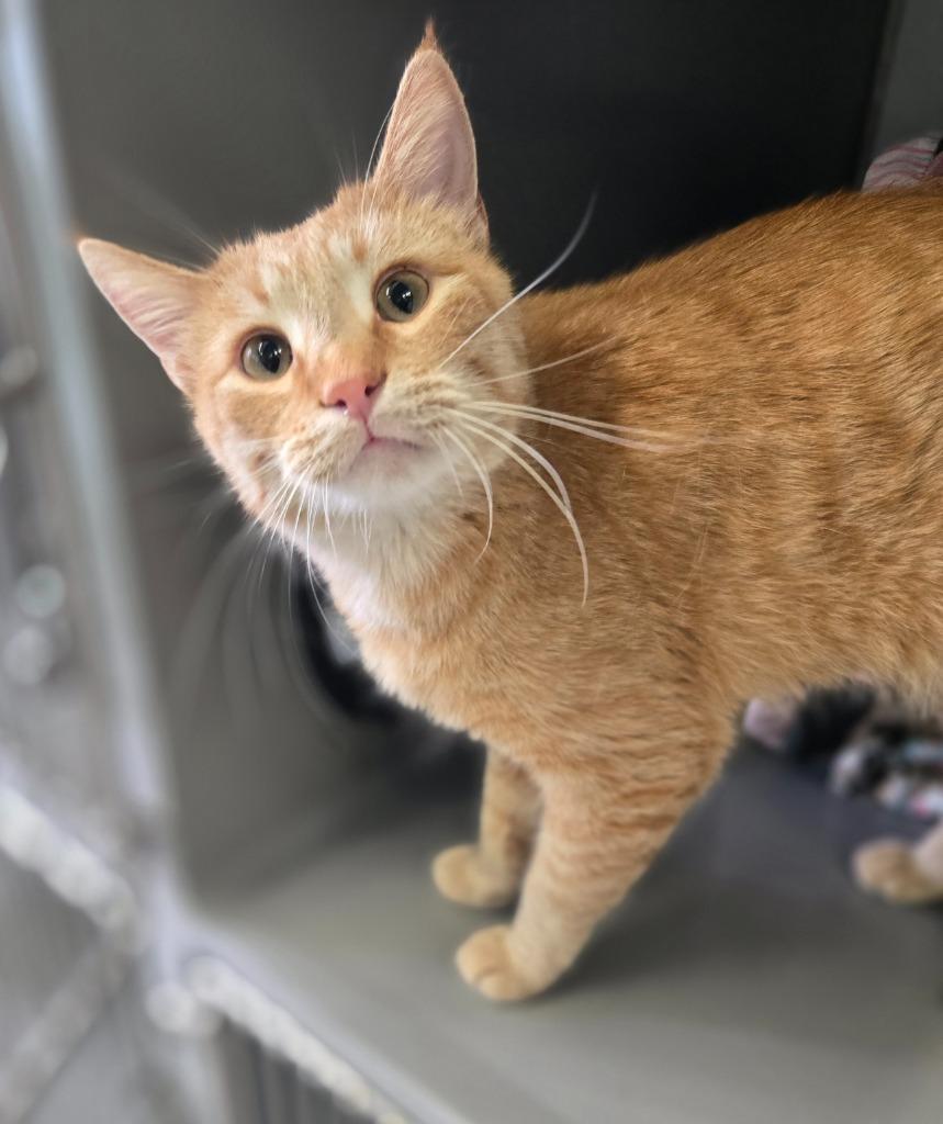 Enlarge Joe, a Adoptable mixed breed in Viroqua, WI image 3/3