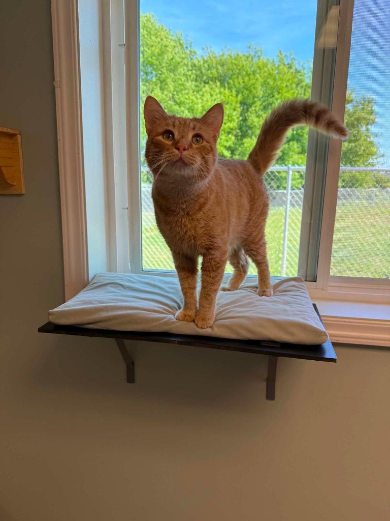 Enlarge Joe, a Adoptable mixed breed in Viroqua, WI image 5/6