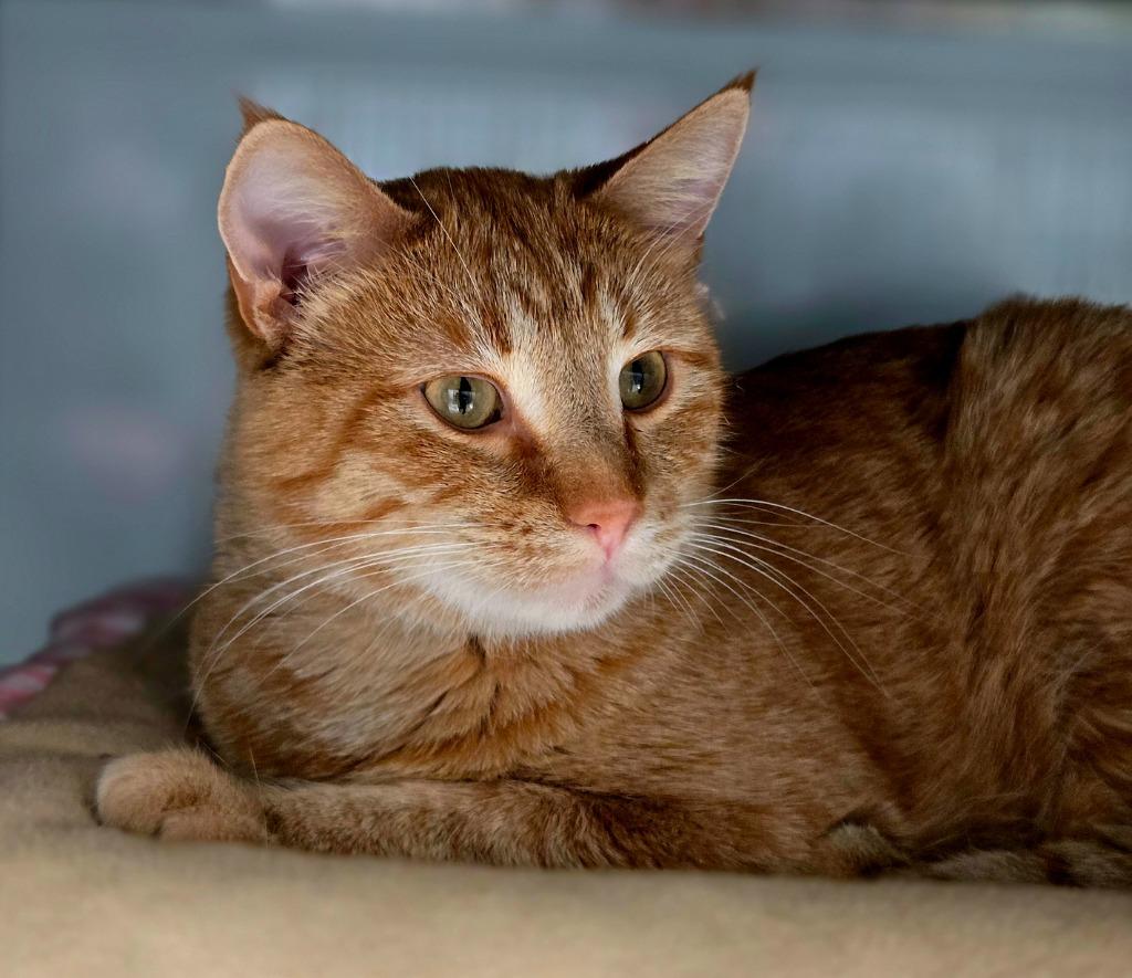 Enlarge Joe, a Adoptable mixed breed in Viroqua, WI image 6/6