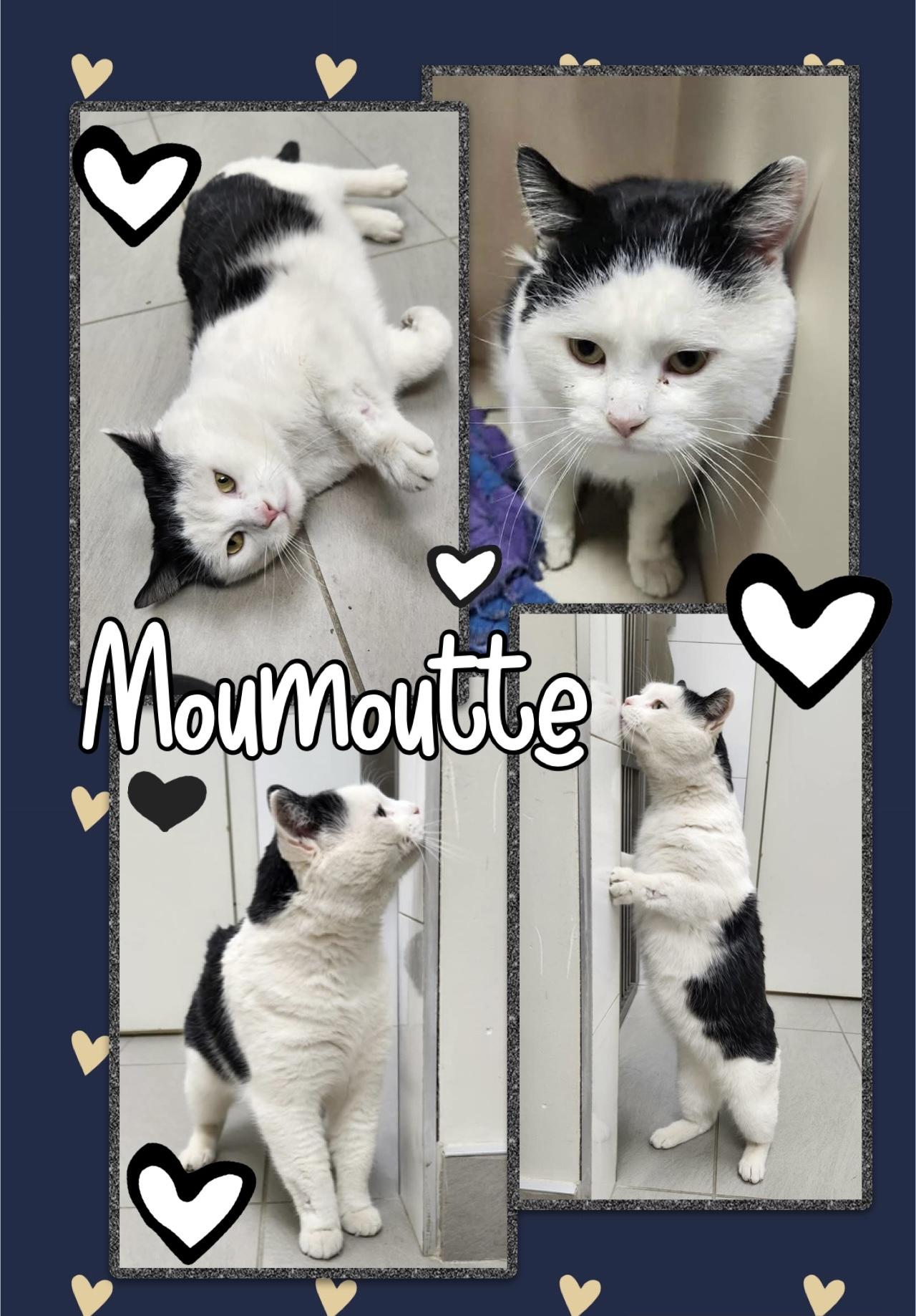 Moumoutte, ADOPTABLE, Young Male Domestic Short Hair.