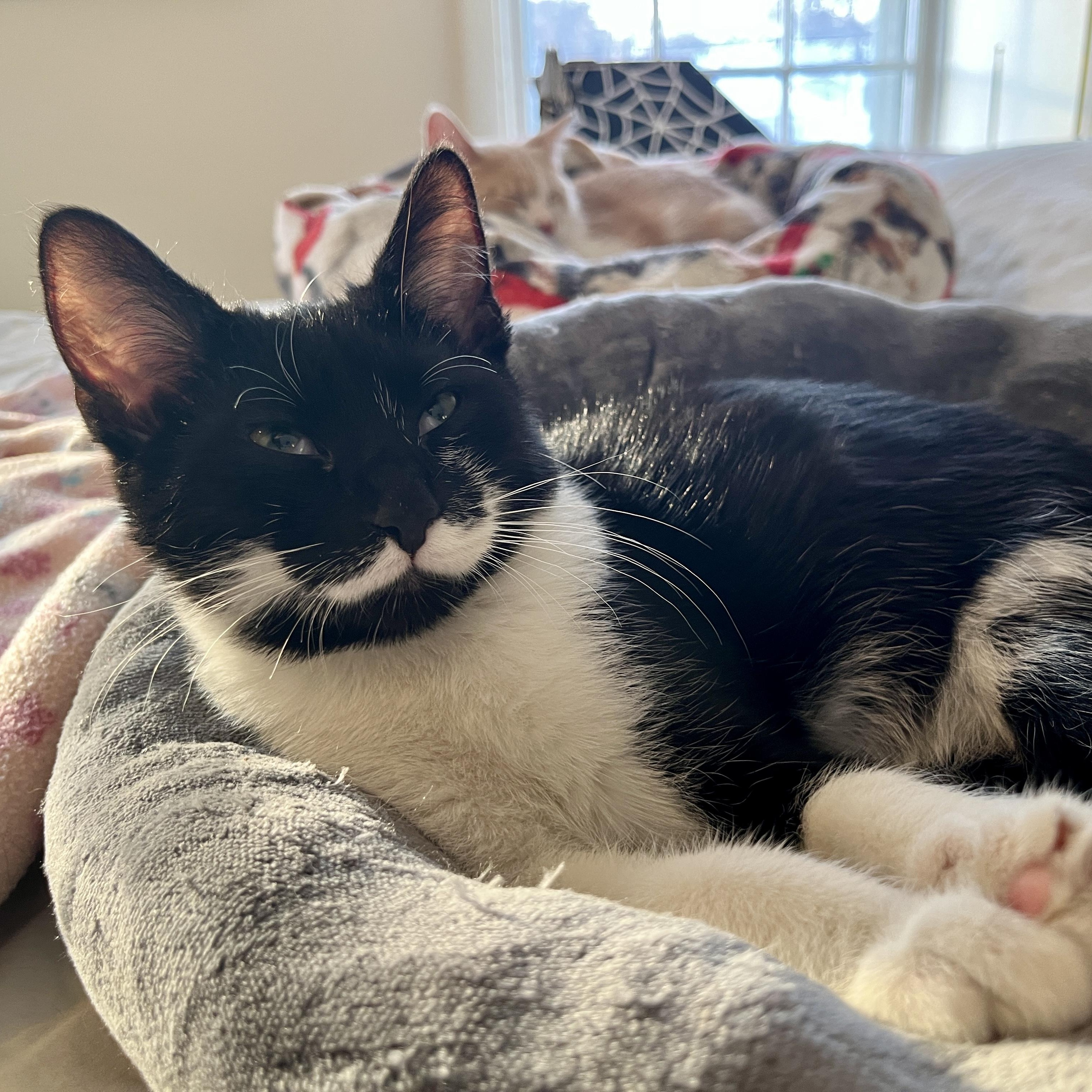 Lucian, adoptable, Kitten Male Domestic Short Hair.