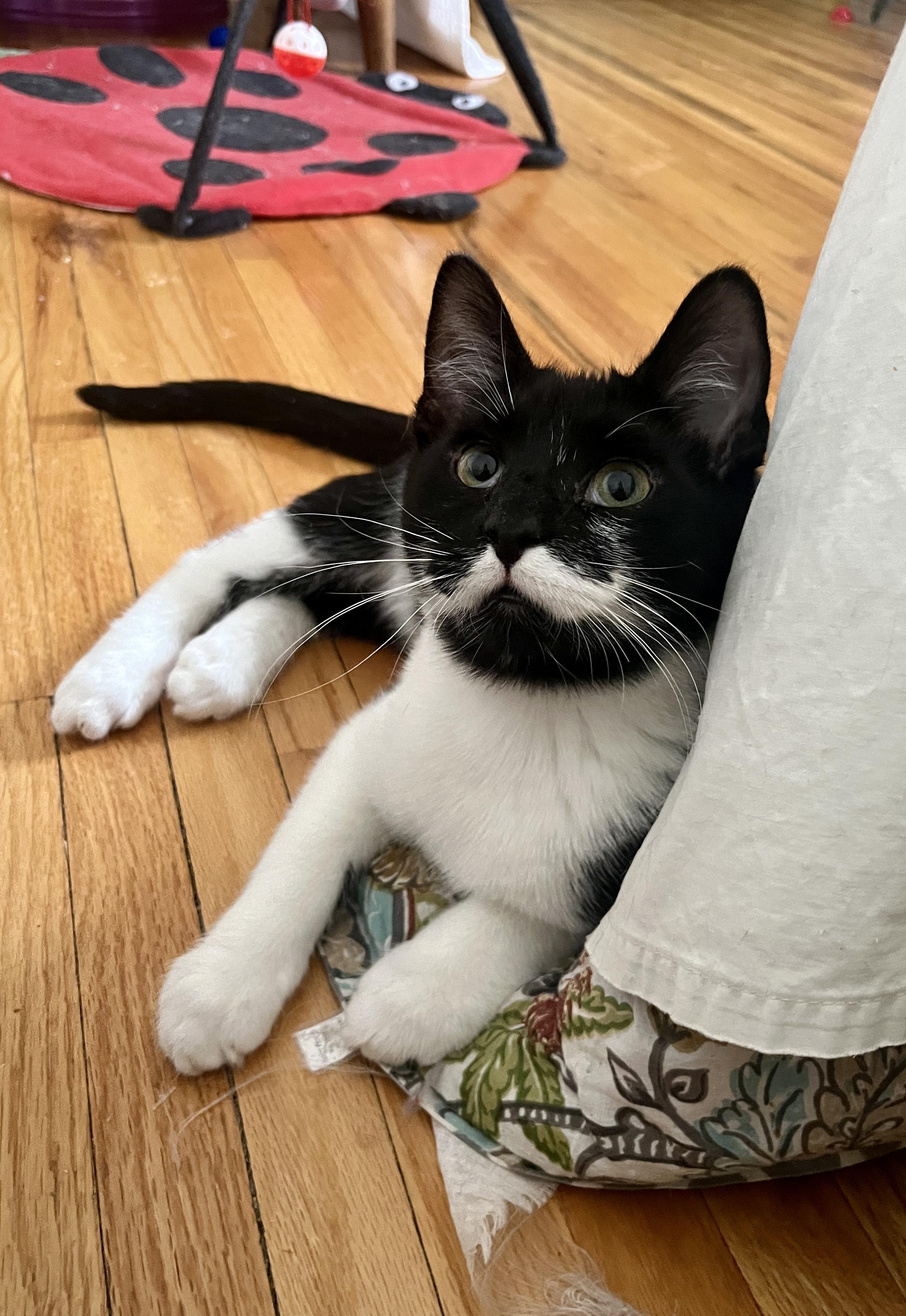 Lucian, adoptable, Kitten Male Domestic Short Hair.