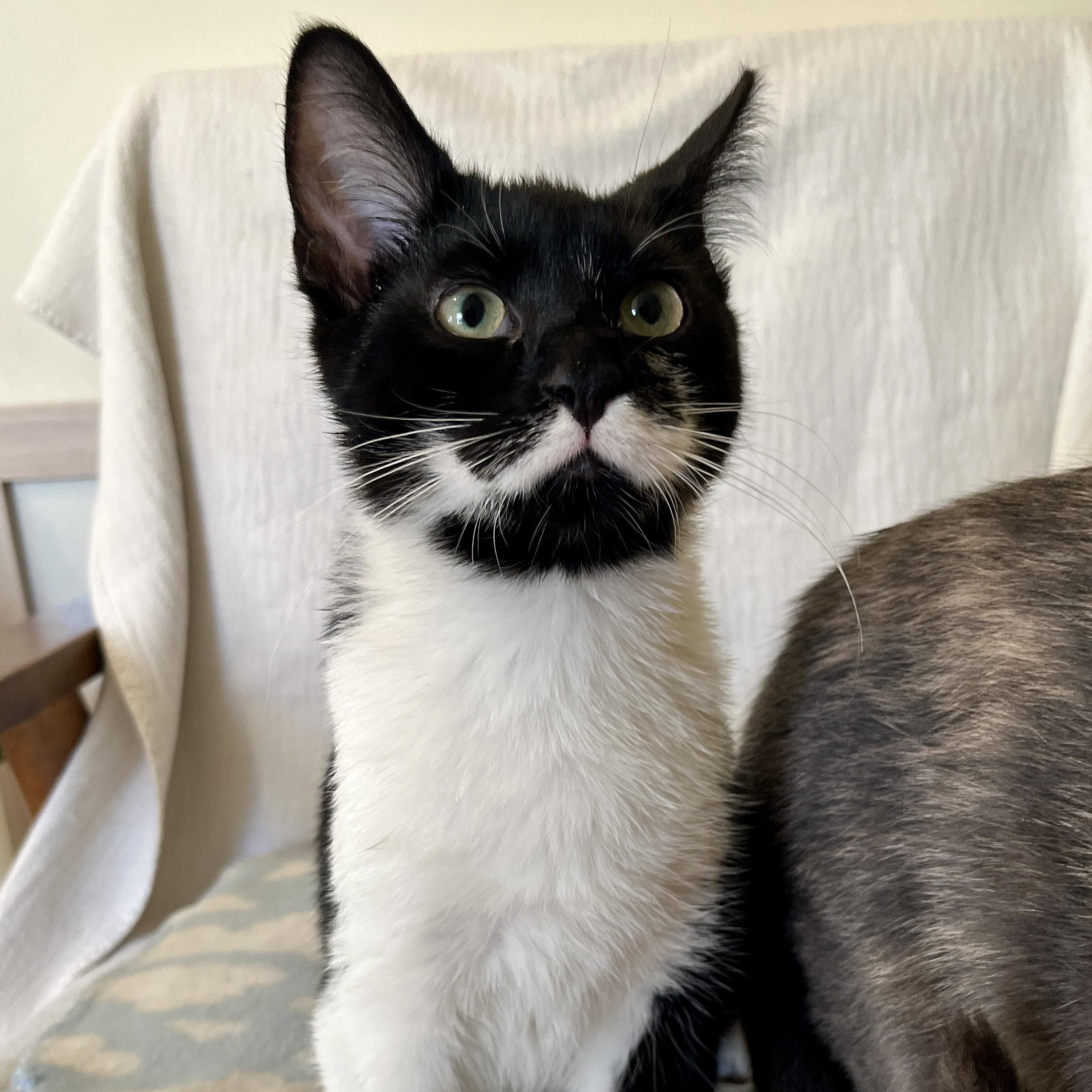 Enlarge Lucian, an adoptable Domestic Short Hair in Minneapolis, MN image 2/5