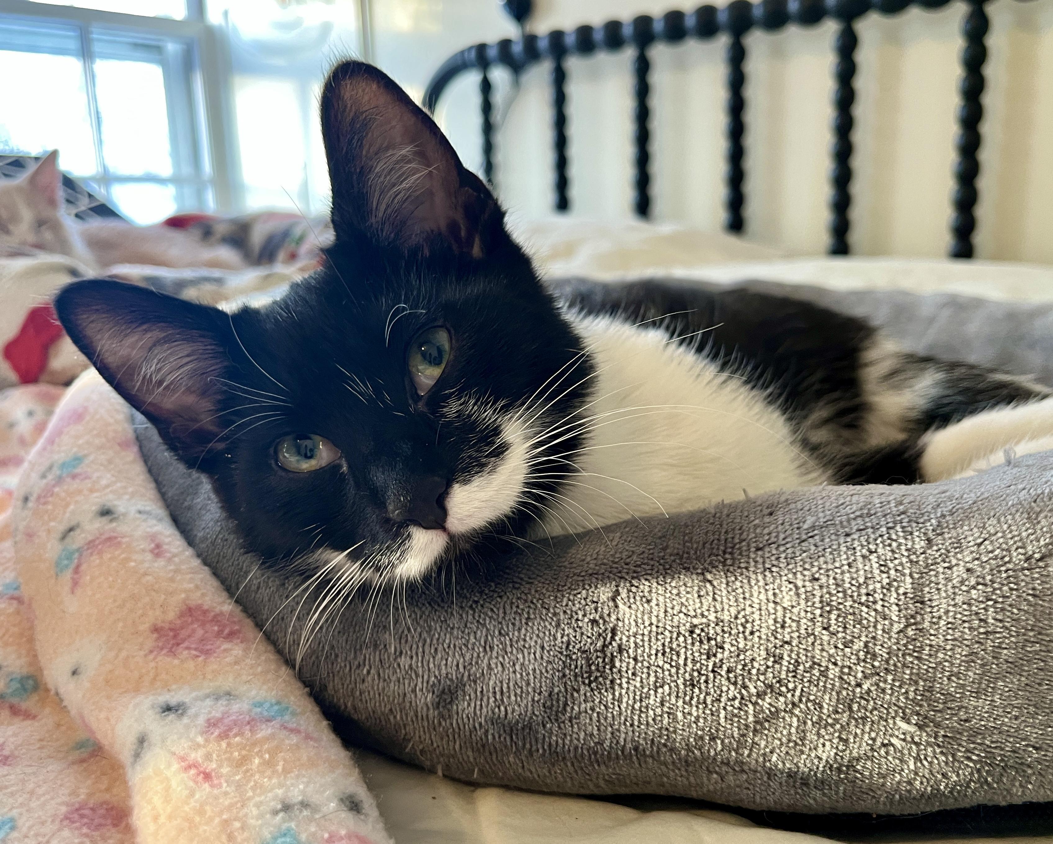 Enlarge Lucian, an adoptable Domestic Short Hair in Minneapolis, MN image 5/5