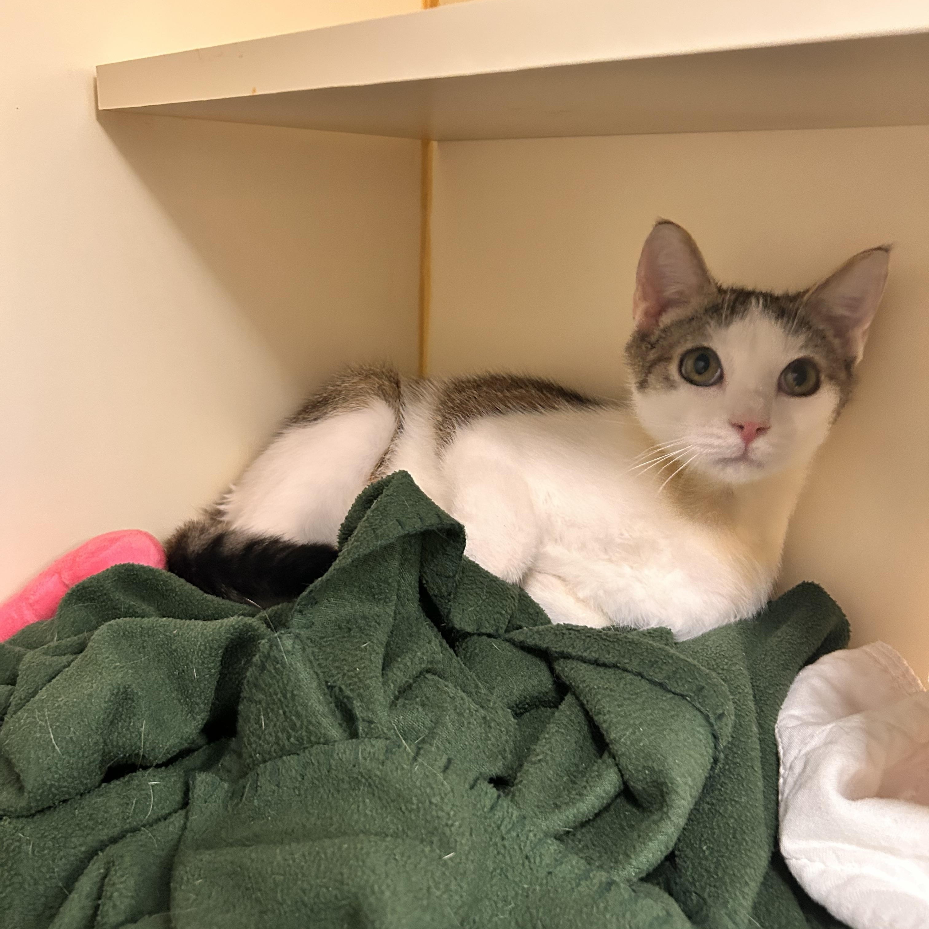 Enlarge Butterfinger, an adopted Domestic Short Hair in Myerstown, PA image 1/3