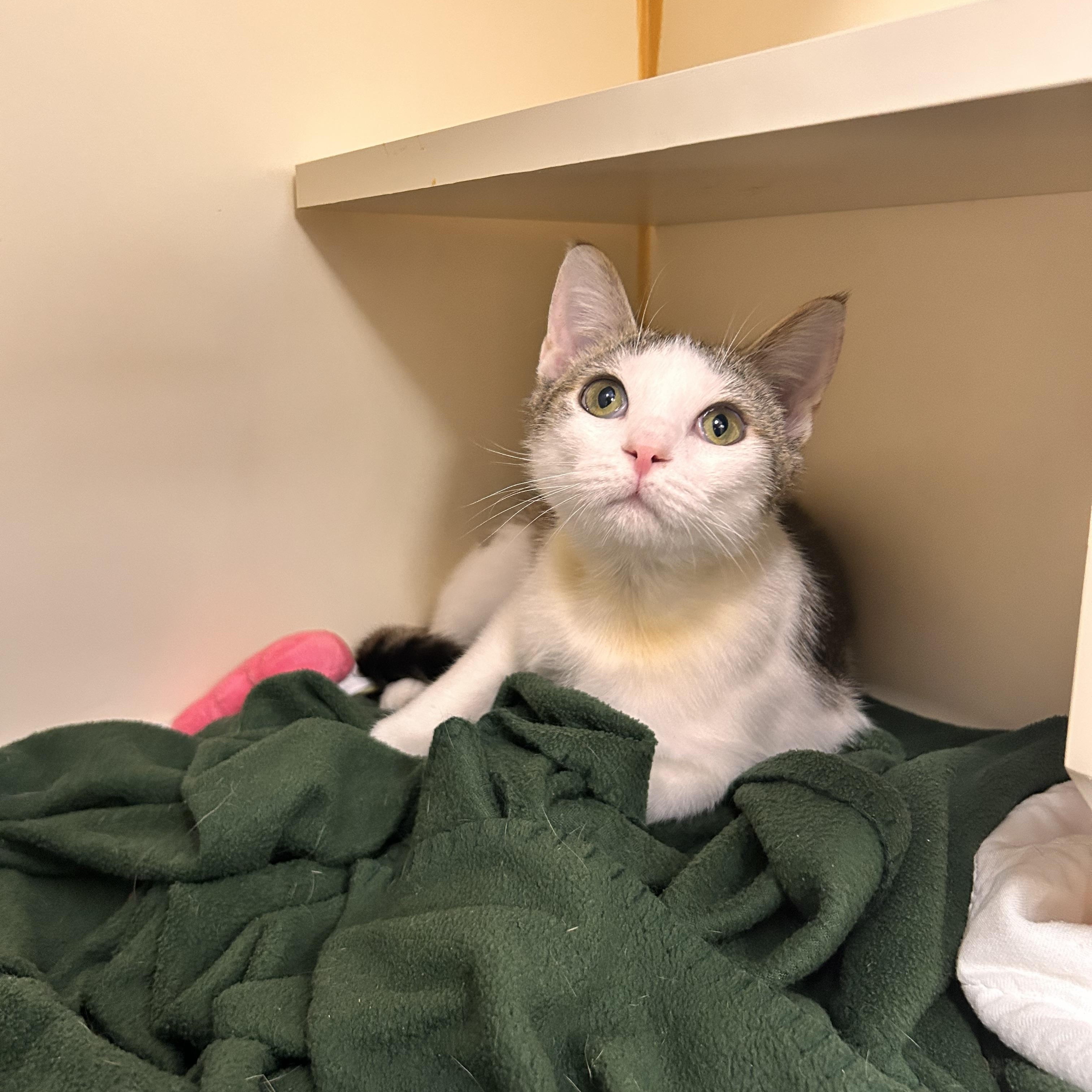 Enlarge Butterfinger, an adopted Domestic Short Hair in Myerstown, PA image 3/3