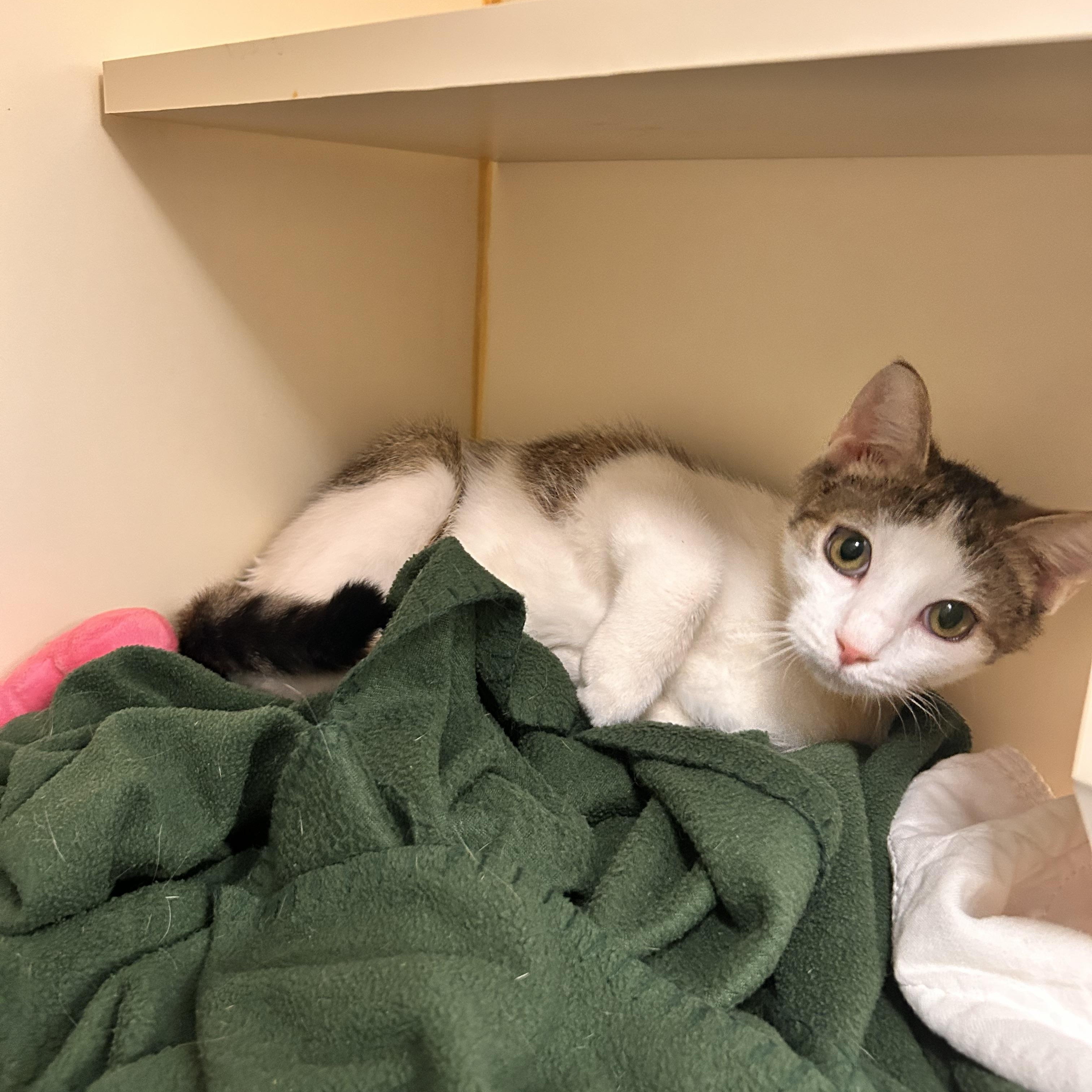 Enlarge Butterfinger, an adopted Domestic Short Hair in Myerstown, PA image 2/3