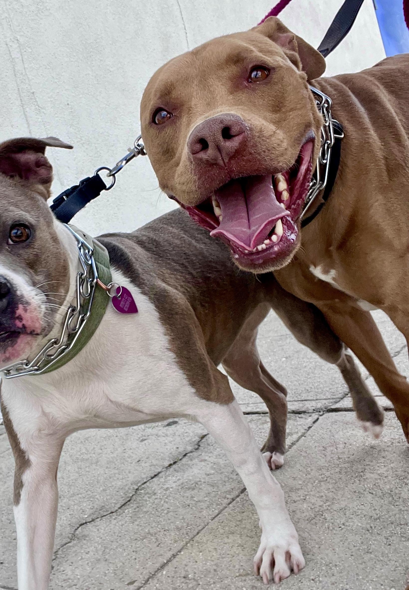 Enlarge CANOODLE, a Adoptable mixed breed in Sherman Oaks, CA image 1/6